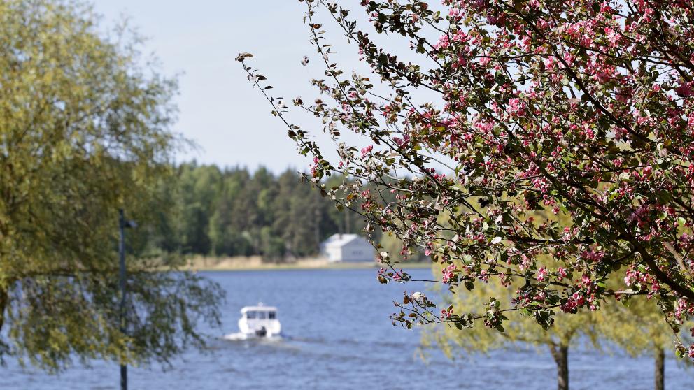 Kesäinen maismakuva kampukselta